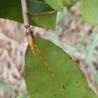 Ochna jabotapita L.